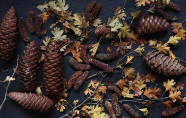 Photography of male and female spruce cones on slate with autumn branches