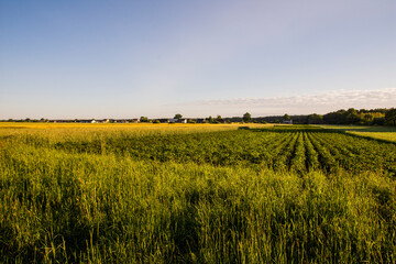 Cereal in the field before harvest on a sunny summer day. Summer. Day.