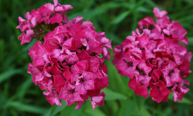 Turkish carnation. Blossoming pink flowers on a green background. Close-up. Selective focus. High quality photo.