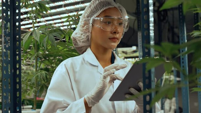 Scientist test cannabis product in curative indoor cannabis farm with scientific equipment before harvesting to produce cannabis products