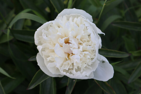 Peony. Big white bud on a green background. Close-up. Selective focus. High quality photo.