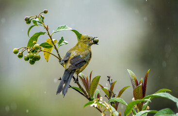 Long-tailed Silky-flycatcher, Ptiliogonys caudatus, feeding on a berry in Costa Rica's highlands