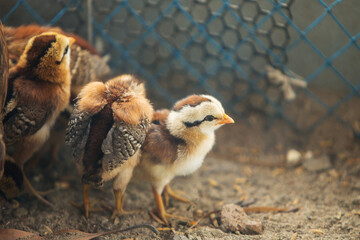 Close-up of chick or little chickens with hen in a chicken coop.
