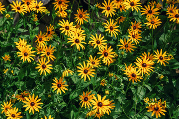 Beautiful blooming Rudbeckia hirta, commonly called black-eyed Susan – yellow flowers growing in the garden