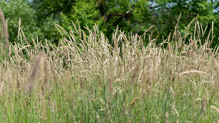 Tall grass in field in spring during sunny day close up, nature landscape