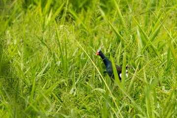 bird on the grass