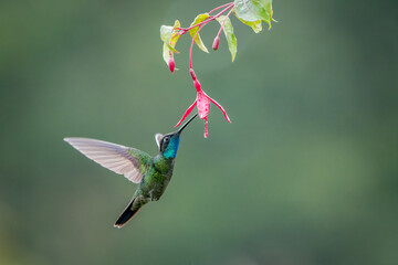 Fototapeta premium Iridescent Talamanca Hummingbird, Eugenes spectabilis, frozen in flight in Costa Rica's Highlands