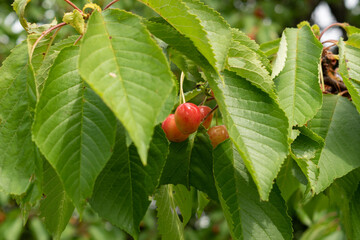 Ripe sweet cherry hanging from twig close up, fruit yield