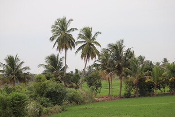 Obraz na płótnie Canvas palm tree or Coconut tree in the garden