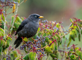 Sooty thrush, Turdus nigrescens, beautiful endemic bird from Costa Rica and western Panama.