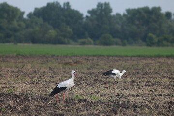 Obraz na płótnie Canvas Storks In The Field After Harvest
