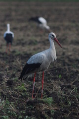 Storks In The Field After Harvest