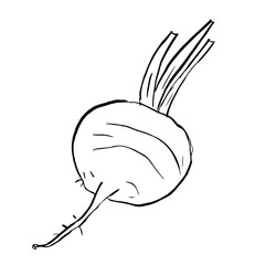 Beet, radish sketch. Vector hand drawn illustration vegetables on white