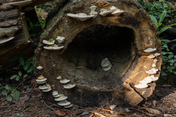 Mushrooms on a tree trunk in the forest