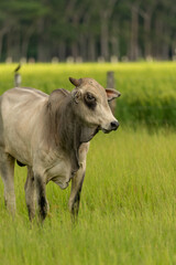 Obraz na płótnie Canvas cow in the meadow