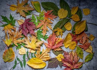 Fototapeta na wymiar background of autumn leaves
