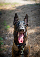 Portrait of a Belgian shepherd dog, on a walk in a green park.