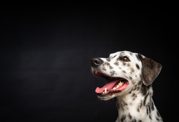 Portrait of a Dalmatian dog, on an isolated black background.