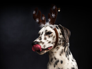 Portrait of a Dalmatian dog in a Santa Claus hat, highlighted on a black background.