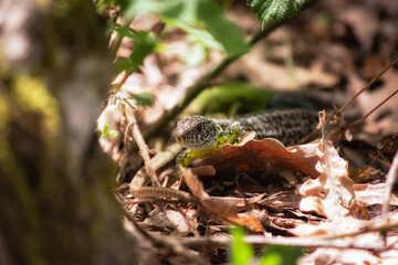 Lagarto hembra