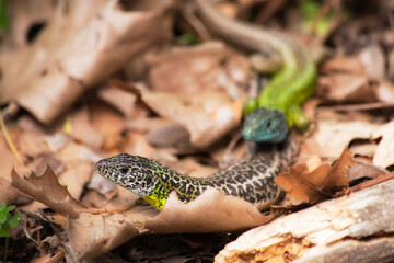 Pareja de Lagartos 2