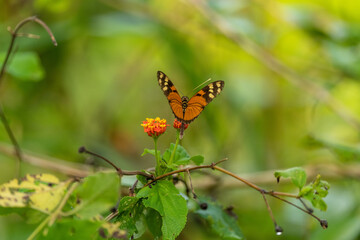 butterfly on a flower