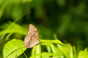 butterfly on a green leaf