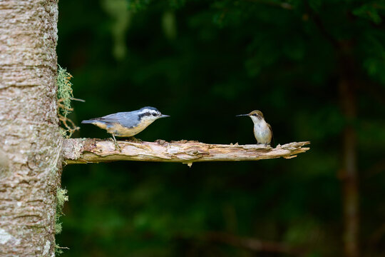Confrontation between a Nuthatch and a Hummingbird