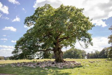 Fototapeta na wymiar Old oak tree in the meadow.