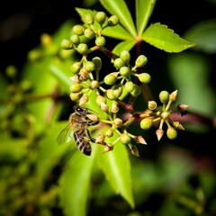 the bee that ravishes the flower of Parthenocissus