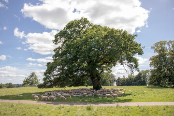 Fototapeta na wymiar Old oak tree in the meadow.