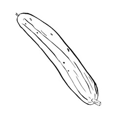cucumber sketch. Monochrome outline of cucumber isolated on white
