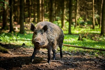 Wild pig in the forest