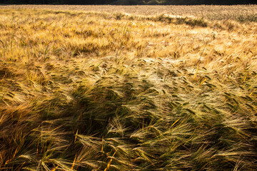 Cereal in the field before harvest on a sunny summer day. Summer. Day.