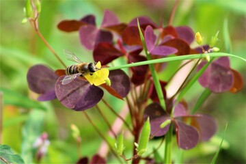 dragonfly on a flower