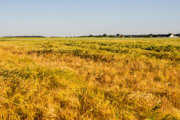 Cereal in the field before harvest on a sunny summer day. Summer. Day.