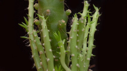 Fototapeta premium cactus