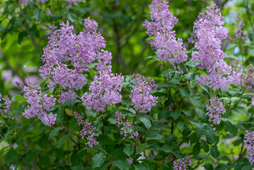 Obraz premium Purple Lilac Bushes Blooming In Early June