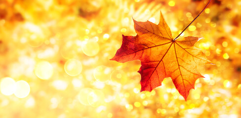 Autumn background with autumn red maple leaf. Beautiful nature concept in autumn sunny day.