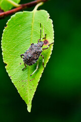 Close up of a Brown Marmorated Stink Bug on a green leaf
