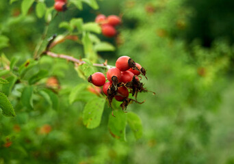 Rosehip clusters ripen on branches