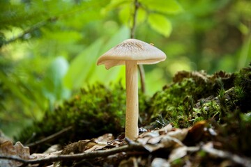 mushroom in moss