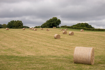 Fototapeta premium Bales of straw in the countryside.