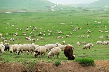 Persembe plateau in Aybasti Ordu - Turkey (Türkiye). Perşembe Plateau (Turkish: Perşembe Yaylası) is a high meadow near the town of Aybasti, one of the biggest tourist attractions in the area.
