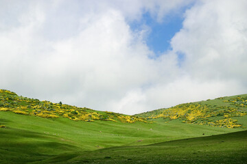 Persembe plateau in Aybasti Ordu - Turkey (Türkiye). Perşembe Plateau (Turkish: Perşembe Yaylası) is a high meadow near the town of Aybasti, one of the biggest tourist attractions in the area.
