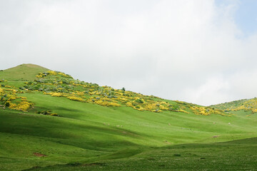Persembe plateau in Aybasti Ordu - Turkey (Türkiye). Perşembe Plateau (Turkish: Perşembe Yaylası) is a high meadow near the town of Aybasti, one of the biggest tourist attractions in the area.
