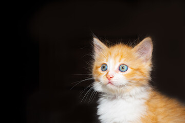 A beautiful red kitten with blue eyes looks to the side on a black background. Place for text. Cute pets
