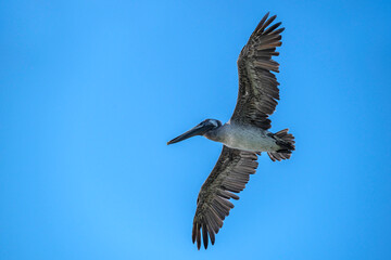 Brown Pelican, which can have a wingspan approaching eight feet, soars in a clear blue sky.