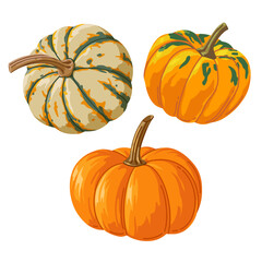 Bright set of realistic different pumpkins for printing and design. Vector illustration.