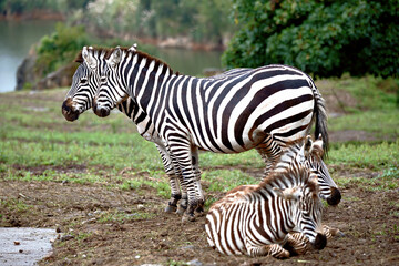 Fototapeta na wymiar image of a family of zebras